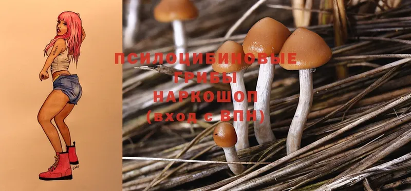 Псилоцибиновые грибы Psilocybine cubensis  дарнет шоп  Волгореченск 